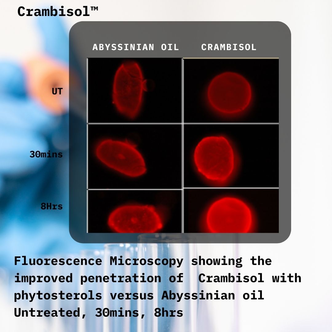 Crambisol Penetration Study